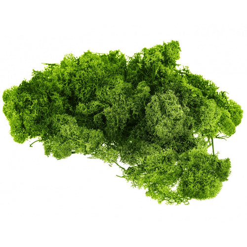 Muschio Nordico colorato decorazione per presepe natalizio da 1,5 kg