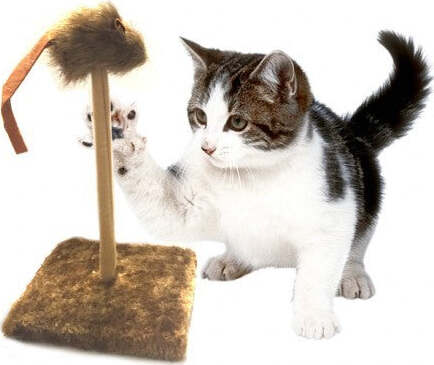 TIRAGRAFFI TIRA GRAFFI CON MOLLA TOPINO OSCILLANTE PELUCHE GIOCO PER GATTI GATTO Prodotti per animali domestici/Gatti/Lettini accessori per il letto e mobili/Colonne tiragraffi Trade Shop italia - Napoli, Commerciovirtuoso.it