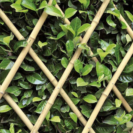 Traliccio Rete Bamb? Bamboo 180 X 60 Cm Estensibile Bamboo Piante Rampicanti Giardino e giardinaggio/Giardinaggio/Letti rialzati per giardino e strutture di supporto/Graticolati Trade Shop italia - Napoli, Commerciovirtuoso.it