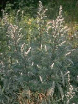 TSA-ARTEMISIA-VULGARIS-50-ML