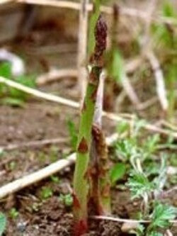 TSA-ASPARAGUS-OFFICINALIS-50-ML