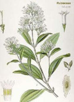 TSA-CINCHONA-CALISAYA-50-ML