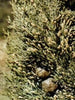 TSA-CUPRESSUS-SEMPERVIRENS50-ML