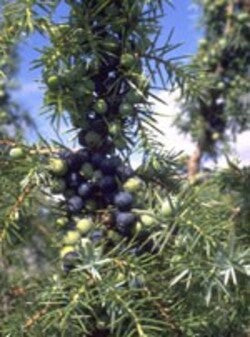 TSA-JUNIPERUS-COMMUNIS-50-ML