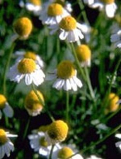 TSA-MATRICARIA-CHAMOMILLA-50-ML