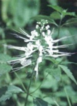 TSA-ORTHOSIPHON-STAMINEUS-50-ML