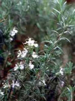 TSA-ROSMARINUS-OFFICINALIS-50-ML