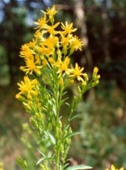TSA-SOLIDAGO-VIRGAUREA-50-ML