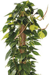 Tutore per piante rampicanti da interno bastone muschiato Ø 3,2 cm x h 100 cm Giardino e giardinaggio/Giardinaggio/Letti rialzati per giardino e strutture di supporto/Graticolati La Zappa - Altamura, Commerciovirtuoso.it