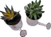 Vaso in latta modello annaffiatoio con piantina grassa , decorazione per interno ed esterno Casa e cucina/Decorazioni per interni/Accessori decorativi/Soprammobili Decor Space - Altamura, Commerciovirtuoso.it