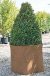 VERDEMAX-8974---STUOIA-IN-COCCO-mt-0,5x1,5