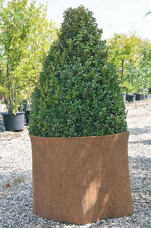 VERDEMAX-8974---STUOIA-IN-COCCO-mt-0,5x1,5