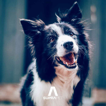 Vitamine Per Cani e Gatti Anziani in compresse Appetibili SUPRAPET Cognitiv Stimolante Contro Stanchezza 30 Compresse - Mangime Complementare Naturale con Vitamina C, Vitamine B, Ginkgo Biloba, Mirtillo, L-triptofano Prodotti per animali domestici/Cani/Accessori per la cura e la salute/Integratori e vitamine/Multivitaminici MyLab Nutrition - Roma, Commerciovirtuoso.it