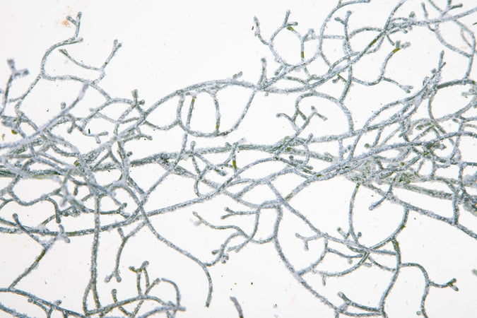 Ghirlanda Tillandsia con Glitter corona natalizia, dietro porta da 170 cm