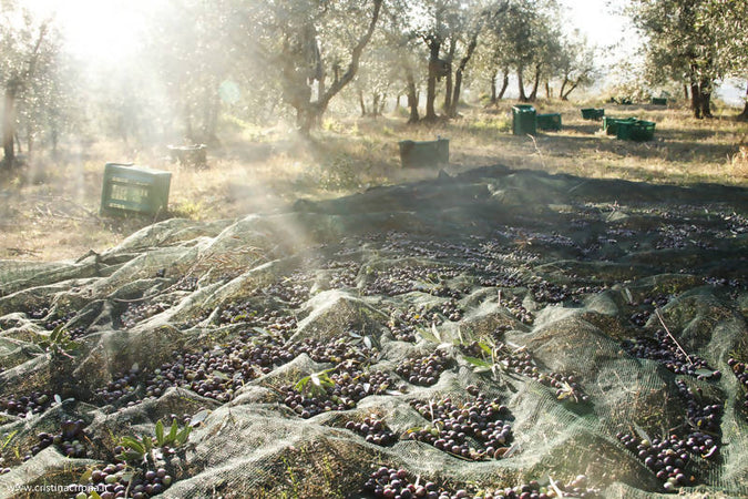 Olio Extravergine di oliva 5 litri Prodotto in Toscana non Filtrato Estratto a Freddo Artigianale Toscano Olio Az. Agr. Riboni Aldo, Commerciovirtuoso.it