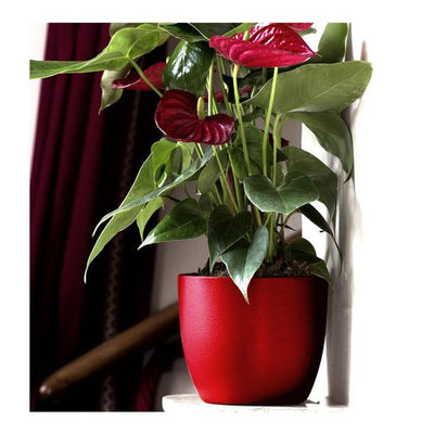 Vaso piante Corino Bruna 116 11R IRIS 116 11R Rosso