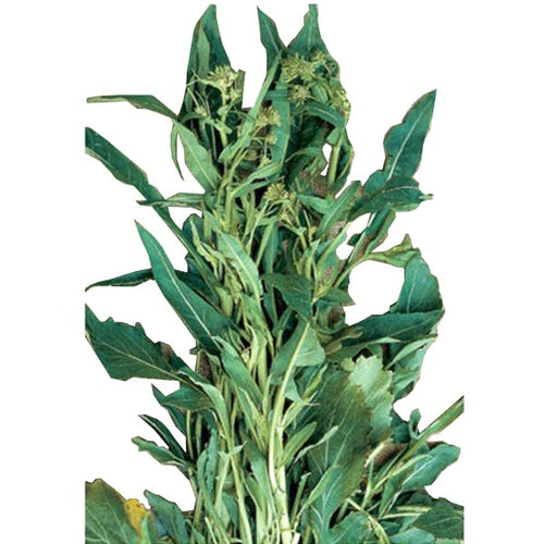 Semi Di Cima Di Rapa foglia D'ulivo Piante per Orto E Giardino Giardino e giardinaggio/Piante semi e bulbi/Piante da esterno/Vegetali La Zappa - Altamura, Commerciovirtuoso.it