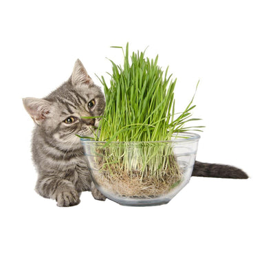 Semi di Nepeta cataria pianta aromatica erba per gatti Giardino e giardinaggio/Piante semi e bulbi/Piante da esterno/Vegetali La Zappa - Altamura, Commerciovirtuoso.it