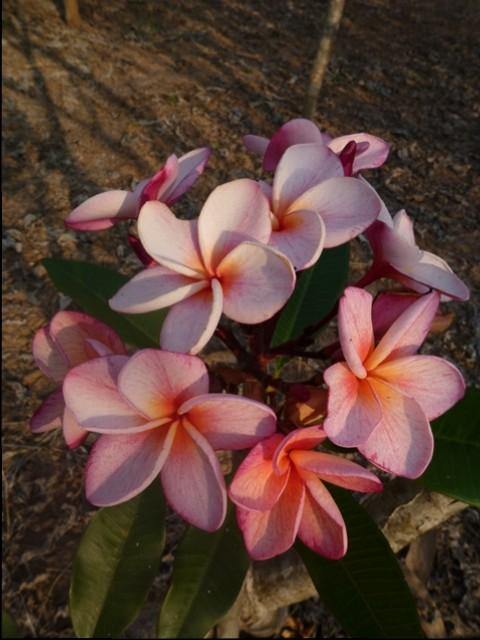 Plumeria Coho rosa (Frangipani, Pomelia) Pianta da Fiore Tropicale in Vaso Giardino e giardinaggio/Giardinaggio/Piante da esterno/Fiori Maxbest Plants - Messina, Commerciovirtuoso.it