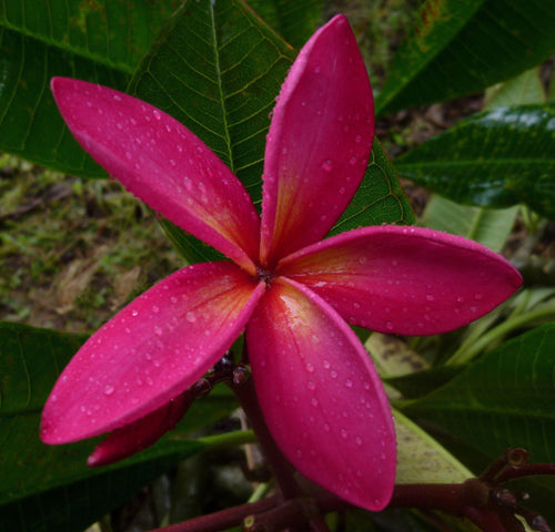 Plumeria Bruges rosa (Frangipani, Pomelia) Pianta da Fiore Tropicale in Vaso Giardino e giardinaggio/Giardinaggio/Piante da esterno/Fiori Maxbest Plants - Messina, Commerciovirtuoso.it