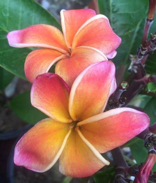Plumeria Encore rosa-arancione (Frangipani, Pomelia) Pianta da Fiore Tropicale in Vaso Giardino e giardinaggio/Giardinaggio/Piante da esterno/Fiori Maxbest Plants - Messina, Commerciovirtuoso.it