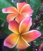 Plumeria "Encore" rosa-arancione (Frangipani, Pomelia) Pianta da Fiore Tropicale in Vaso Giardino e giardinaggio/Giardinaggio/Piante da esterno/Fiori Maxbest Plants - Messina, Commerciovirtuoso.it