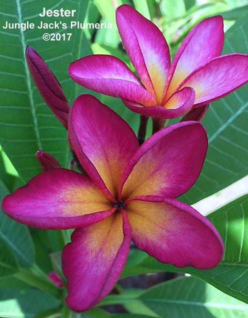 Plumeria Jester rosa-gialla (Frangipani, Pomelia) Pianta da Fiore Tropicale in Vaso Giardino e giardinaggio/Giardinaggio/Piante da esterno/Fiori Maxbest Plants - Messina, Commerciovirtuoso.it