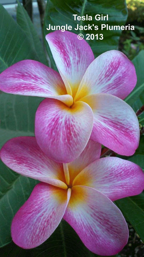 Plumeria Tesla Girl bianca-rosa (Frangipani, Pomelia) Pianta Tropicale in Vaso Giardino e giardinaggio/Giardinaggio/Piante da esterno/Fiori Maxbest Plants - Messina, Commerciovirtuoso.it