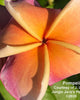 Plumeria "Pompeii" rosa-arancione (Frangipani, Pomelia) Pianta da Fiore Tropicale in Vaso Giardino e giardinaggio/Giardinaggio/Piante da esterno/Fiori Maxbest Plants - Messina, Commerciovirtuoso.it