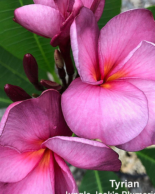 Plumeria Tyrian rosa (Frangipani, Pomelia) Pianta da Fiore Tropicale in Vaso Giardino e giardinaggio/Giardinaggio/Piante da esterno/Fiori Maxbest Plants - Messina, Commerciovirtuoso.it
