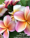 Plumeria Pompeii rosa-arancione (Frangipani, Pomelia) Pianta da Fiore Tropicale in Vaso Giardino e giardinaggio/Giardinaggio/Piante da esterno/Fiori Maxbest Plants - Messina, Commerciovirtuoso.it