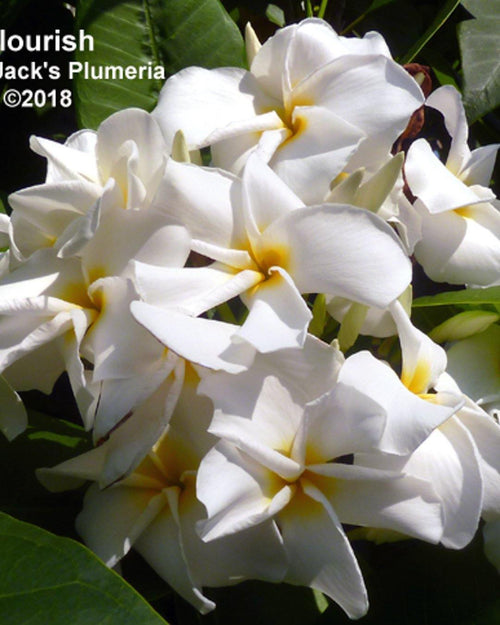 Plumeria Flourish bianca-gialla (Frangipani, Pomelia) Pianta da Fiore Tropicale in Vaso Giardino e giardinaggio/Giardinaggio/Piante da esterno/Fiori Maxbest Plants - Messina, Commerciovirtuoso.it