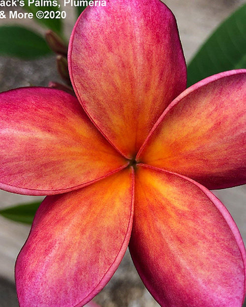 Plumeria Menagerie arancione-rosa (Frangipani, Pomelia) Pianta da Fiore Tropicale in Vaso Giardino e giardinaggio/Giardinaggio/Piante da esterno/Fiori Maxbest Plants - Messina, Commerciovirtuoso.it
