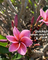 Plumeria Quicksilver viola (Frangipani, Pomelia) Pianta da Fiore Tropicale in Vaso Giardino e giardinaggio/Giardinaggio/Piante da esterno/Fiori Maxbest Plants - Messina, Commerciovirtuoso.it