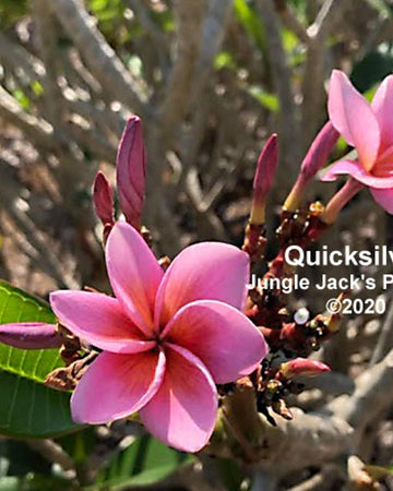 Plumeria "Quicksilver" viola (Frangipani, Pomelia) Pianta da Fiore Tropicale in Vaso Giardino e giardinaggio/Giardinaggio/Piante da esterno/Fiori Maxbest Plants - Messina, Commerciovirtuoso.it