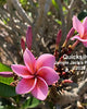 Plumeria "Quicksilver" viola (Frangipani, Pomelia) Pianta da Fiore Tropicale in Vaso Giardino e giardinaggio/Giardinaggio/Piante da esterno/Fiori Maxbest Plants - Messina, Commerciovirtuoso.it