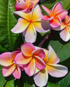 Plumeria Pompeii rosa-arancione (Frangipani, Pomelia) Pianta da Fiore Tropicale in Vaso Giardino e giardinaggio/Giardinaggio/Piante da esterno/Fiori Maxbest Plants - Messina, Commerciovirtuoso.it