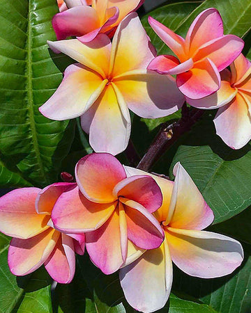 Plumeria "Pompeii" rosa-arancione (Frangipani, Pomelia) Pianta da Fiore Tropicale in Vaso Giardino e giardinaggio/Giardinaggio/Piante da esterno/Fiori Maxbest Plants - Messina, Commerciovirtuoso.it