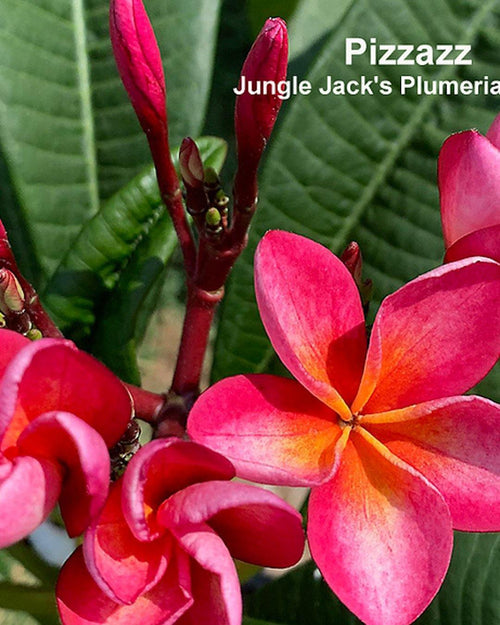 Plumeria Pizzazz rosa-gialla (Frangipani, Pomelia) Pianta da Fiore Tropicale in Vaso Giardino e giardinaggio/Giardinaggio/Piante da esterno/Fiori Maxbest Plants - Messina, Commerciovirtuoso.it