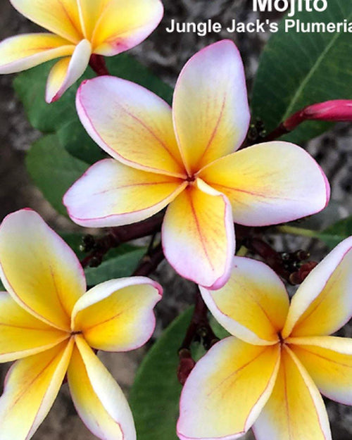 Plumeria Mojito rosa-gialla-bianca (Frangipani, Pomelia) Pianta da Fiore Tropicale in Vaso Giardino e giardinaggio/Giardinaggio/Piante da esterno/Fiori Maxbest Plants - Messina, Commerciovirtuoso.it