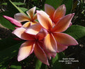 Plumeria "Queen Amber" rosa-arancione (Frangipani, Pomelia) Pianta da Fiore Tropicale in Vaso Giardino e giardinaggio/Giardinaggio/Piante da esterno/Fiori Maxbest Plants - Messina, Commerciovirtuoso.it