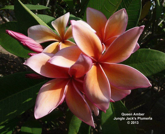 Plumeria "Queen Amber" rosa-arancione (Frangipani, Pomelia) Pianta da Fiore Tropicale in Vaso Giardino e giardinaggio/Giardinaggio/Piante da esterno/Fiori Maxbest Plants - Messina, Commerciovirtuoso.it