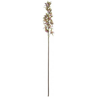 Stelo Yes Everyday 0172627 Orchidea Dendrobium X15F Variegata H104