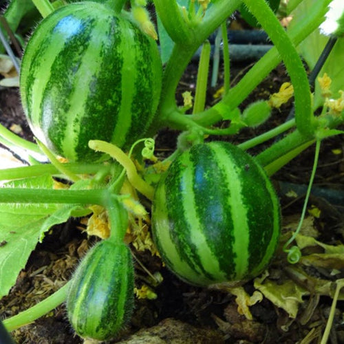 Semi di carosello Tondo liscio di Manduria piante per orto e giardino Giardino e giardinaggio/Piante semi e bulbi/Piante da esterno/Vegetali La Zappa - Altamura, Commerciovirtuoso.it