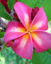 Plumeria abby's Dream Rosa-Gialla (frangipani, Pomelia) Pianta Tropicale per Esterni E Interni Adatta a Giardino Appartamento Terrazze Decorativa Profumata Giardino e giardinaggio/Piante semi e bulbi/Bulbi Maxbest Plants - Messina, Commerciovirtuoso.it
