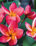 Plumeria Adagio rossa-gialla (Frangipani, Pomelia) Pianta Tropicale per Esterni E Interni Adatta a Giardino Appartamento Terrazze Decorativa Profumata Giardino e giardinaggio/Piante semi e bulbi/Bulbi Maxbest Plants - Messina, Commerciovirtuoso.it