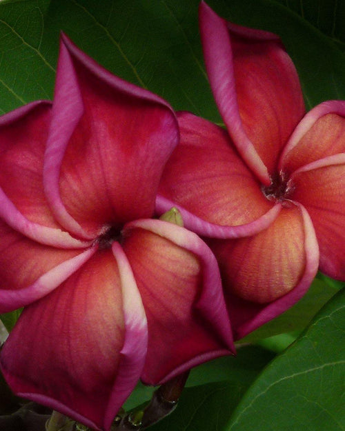 Plumeria Aladdin rossa-bianca (Frangipani, Pomelia) Pianta da Fiore Tropicale in Vaso Giardino e giardinaggio/Giardinaggio/Piante da esterno/Fiori Maxbest Plants - Messina, Commerciovirtuoso.it
