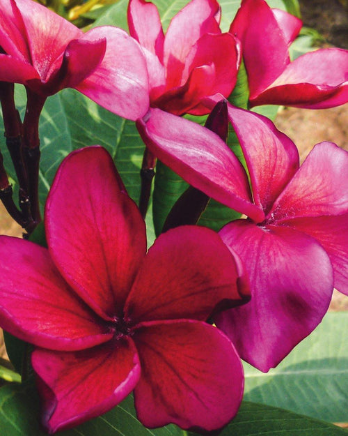 Plumeria alchemy Rossa (frangipani, Pomelia) Pianta Tropicale Di Colore Rosso Profumata Ideale per Interno Giardino e giardinaggio/Piante semi e bulbi/Piante da interno/Fiori Maxbest Plants - Messina, Commerciovirtuoso.it