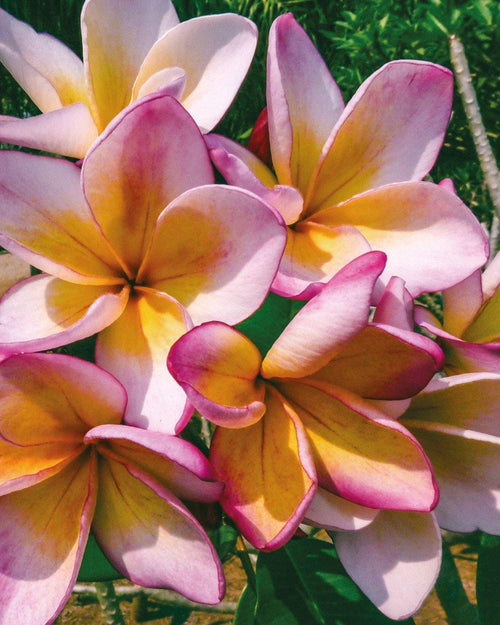 Plumeria Allegro rosa-gialla (Frangipani, Pomelia) Pianta Tropicale per Esterni E Interni Adatta a Giardino Appartamento Terrazze Decorativa Profumata Giardino e giardinaggio/Piante semi e bulbi/Bulbi Maxbest Plants - Messina, Commerciovirtuoso.it