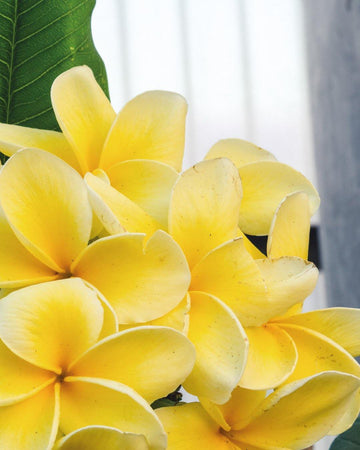 Plumeria "Angel's Touch" gialla (Frangipani, Pomelia) Pianta da Fiore Tropicale in Vaso Giardino e giardinaggio/Giardinaggio/Piante da esterno/Fiori Maxbest Plants - Messina, Commerciovirtuoso.it